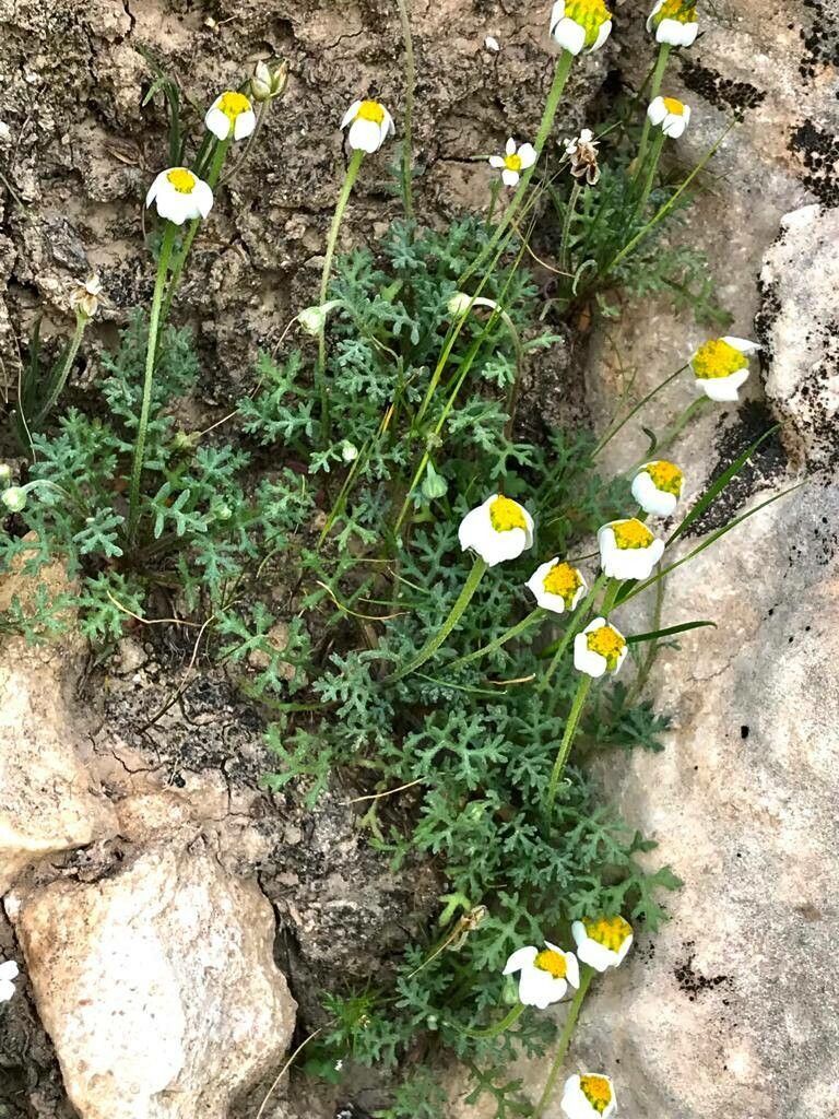 Anthemis persica other