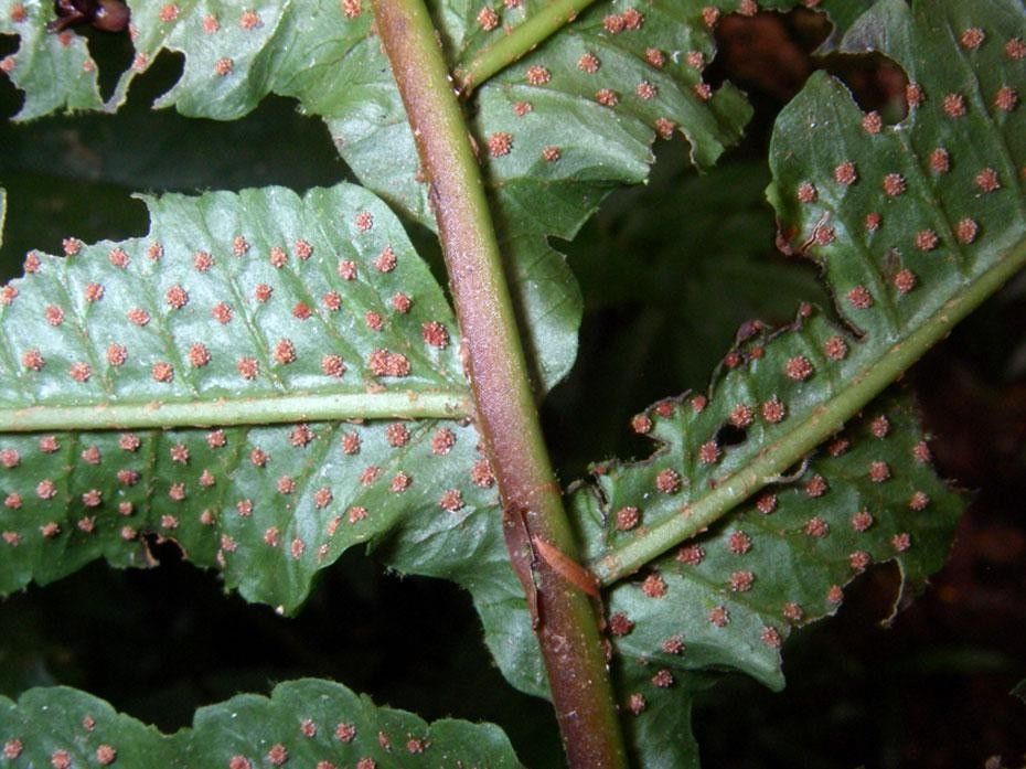 Stigmatopteris longicaudata bark