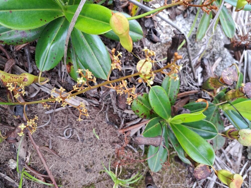Nepenthes pervillei flower