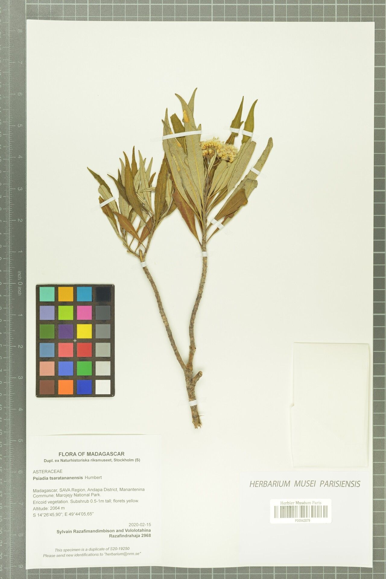 Psiadia tsaratananensis — houseplant care guide