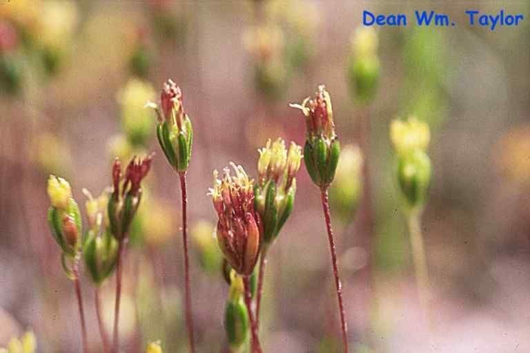 Pentachaeta exilis — related species from the same genus