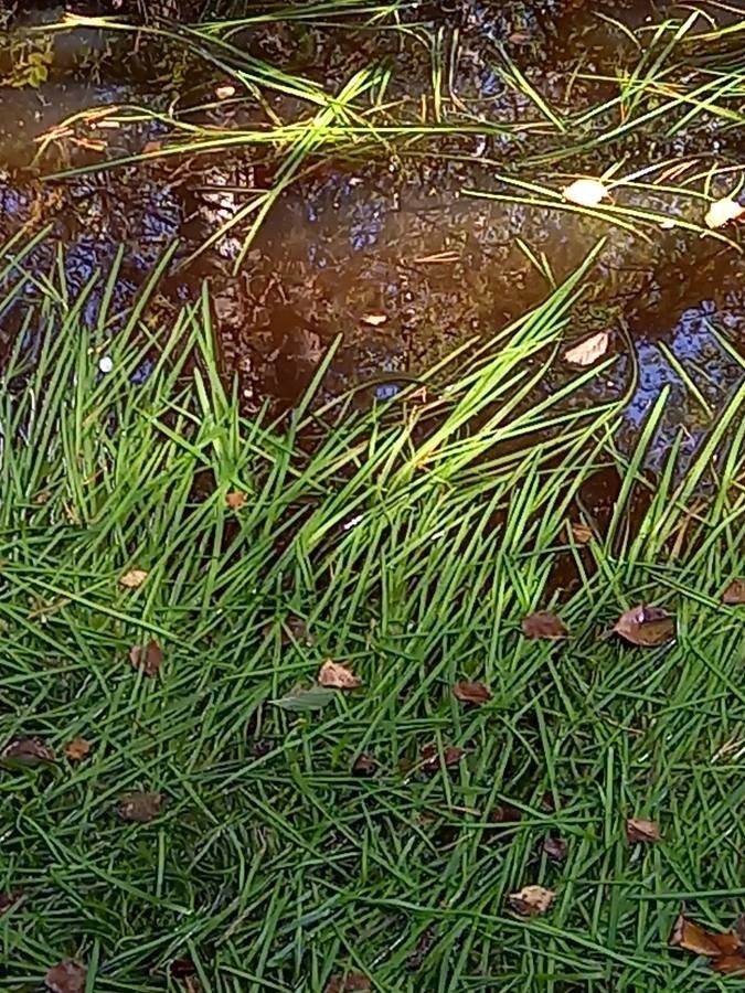 Isolepis fluitans leaf
