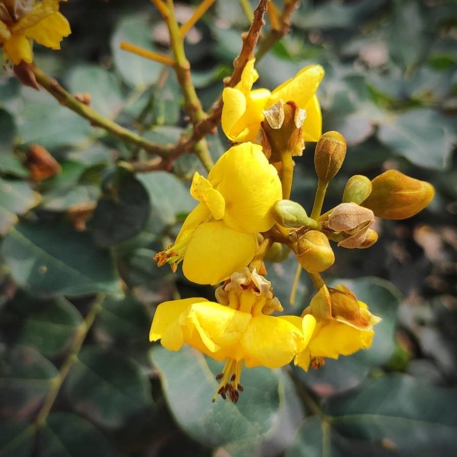 Senna uniflora — search result for 'Senna'