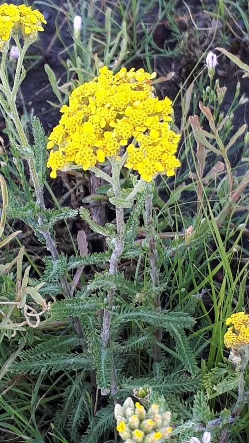 Achillea tomentosa flower