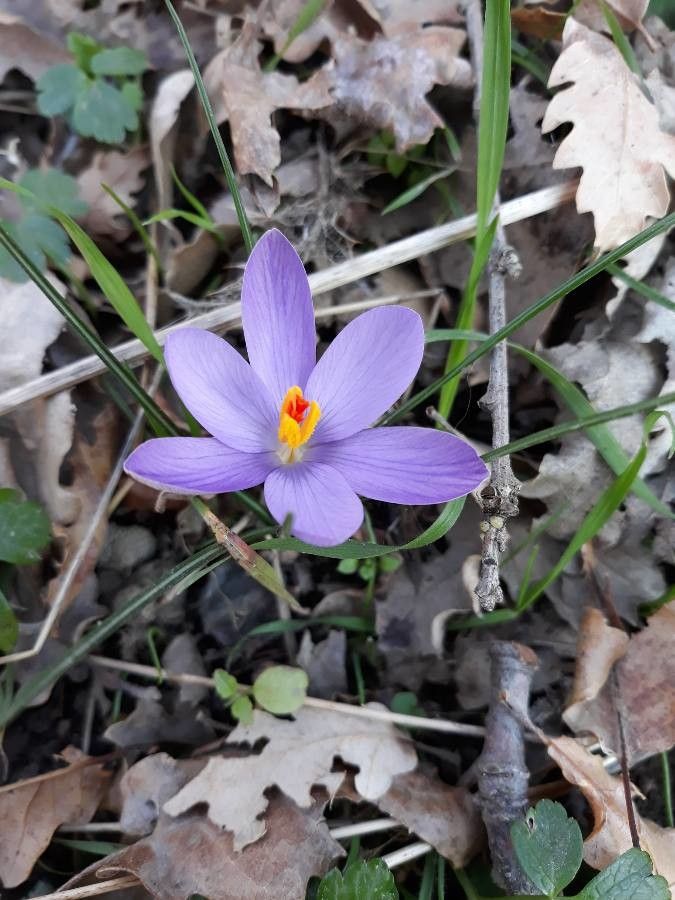 Crocus flavus flower