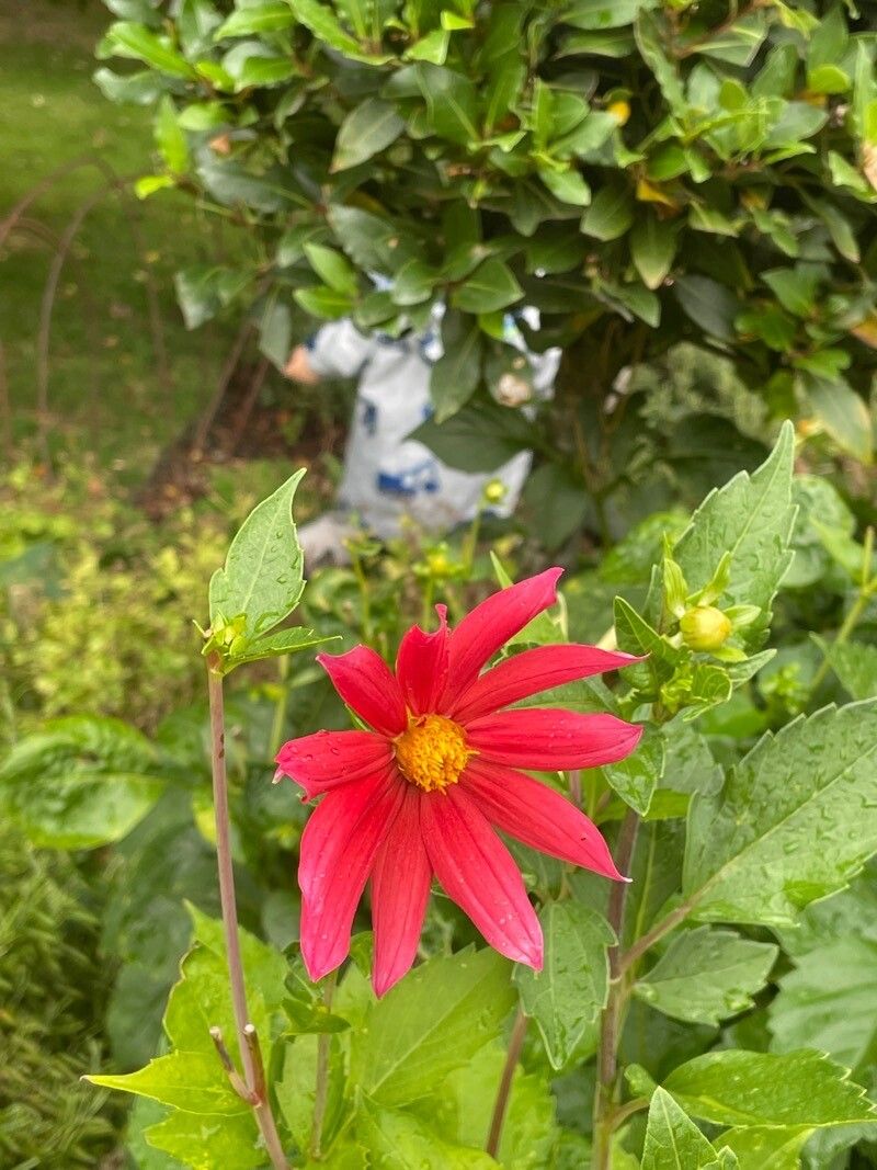 Dahlia coccinea flower