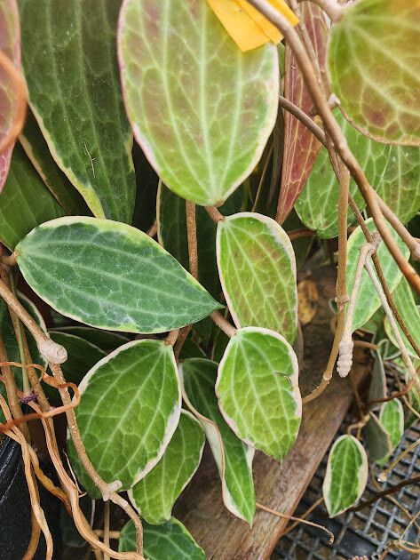 Hoya macrophylla leaf