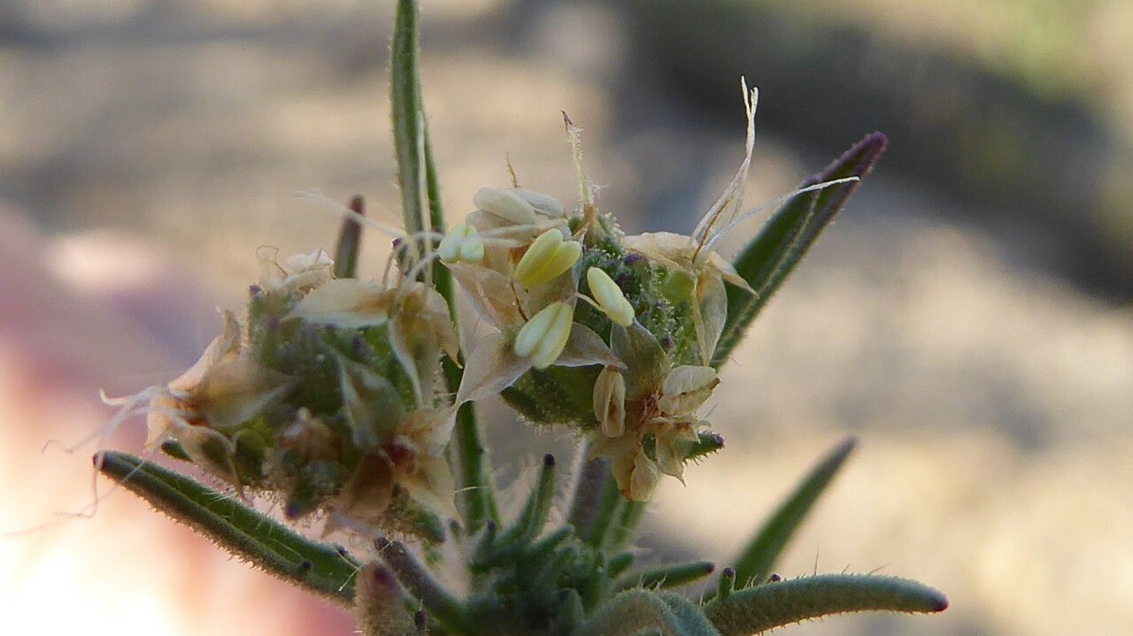 Plantago afra flower