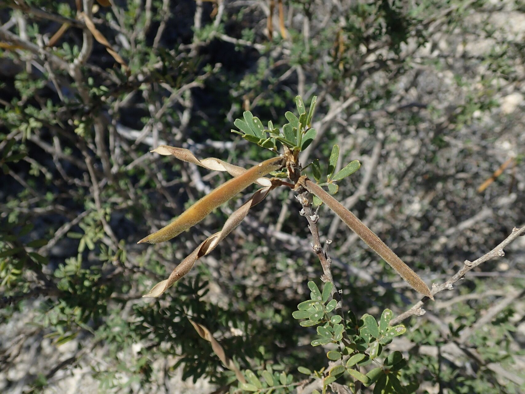 Tephrosia bibracteolata — houseplant care guide