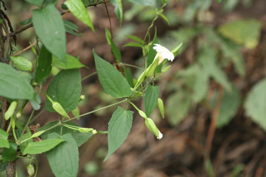 Thunbergia nepalensis — search result for 'Thunbergia'