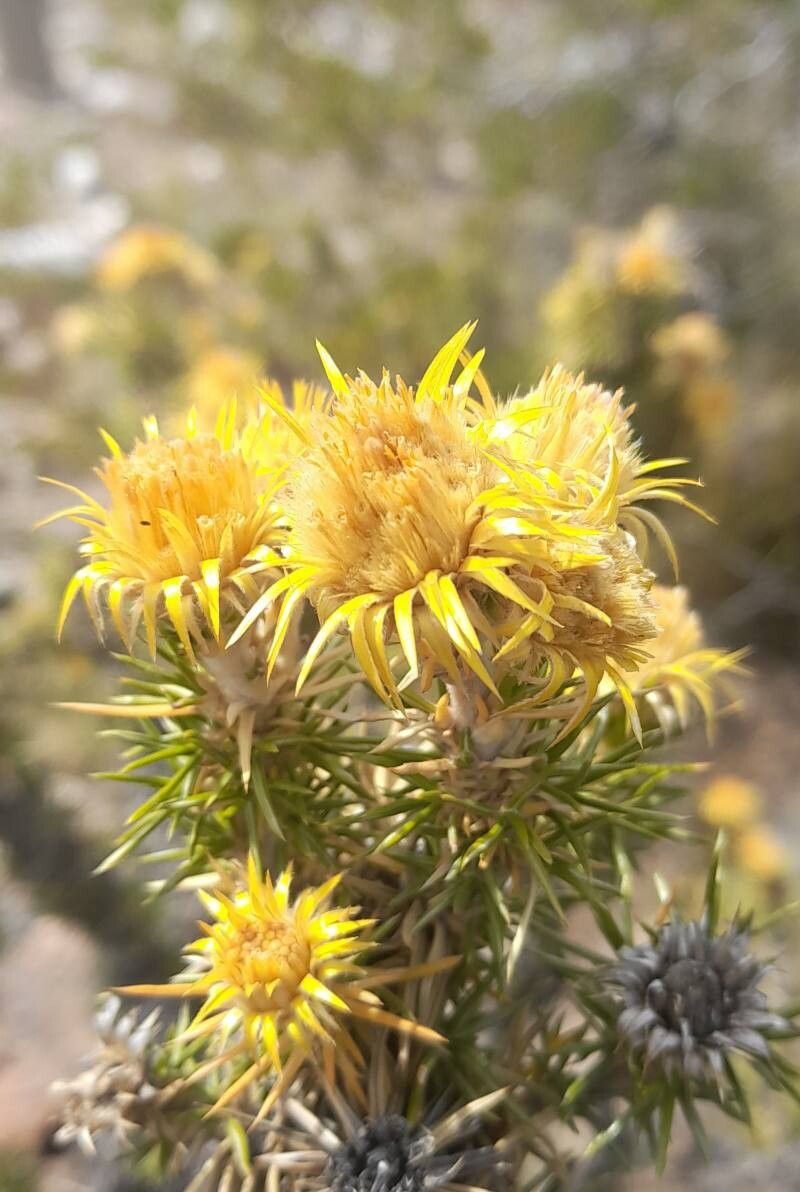 Chuquiraga rosulata flower