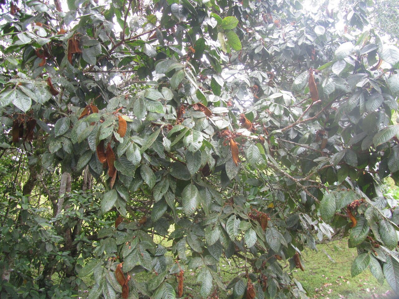 Inga goldmanii — houseplant care guide