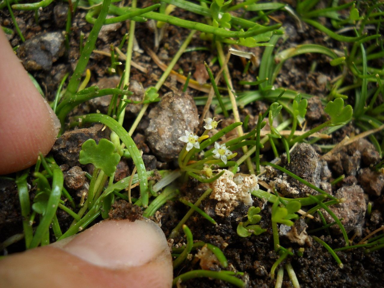 Lilaeopsis macloviana — related species from the same genus