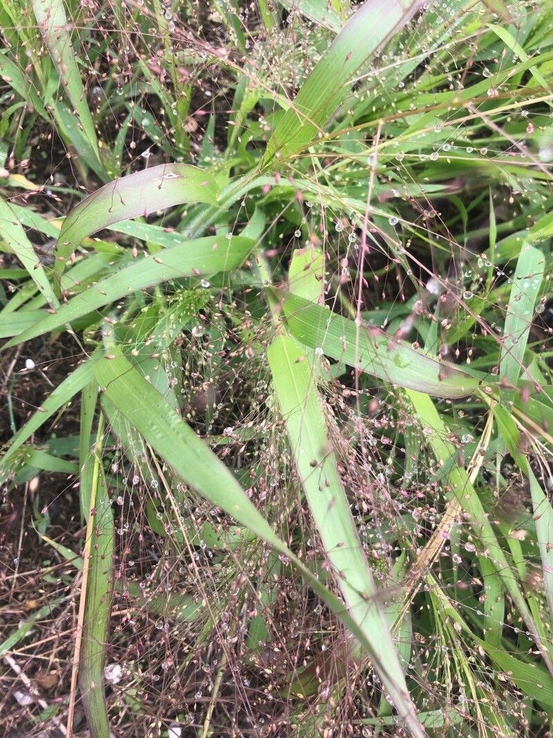 Panicum capillare leaf