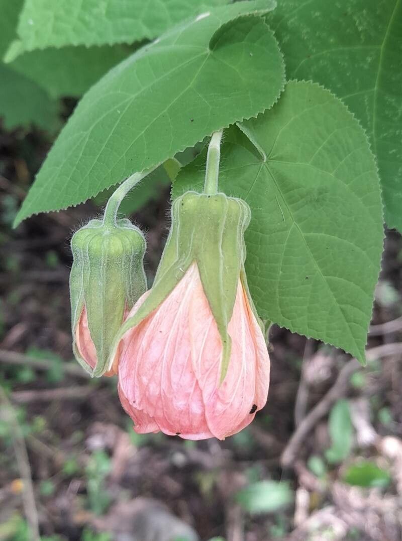 Callianthe jujuiensis flower