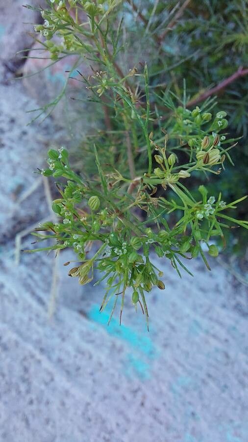 Cyclospermum leptophyllum fruit