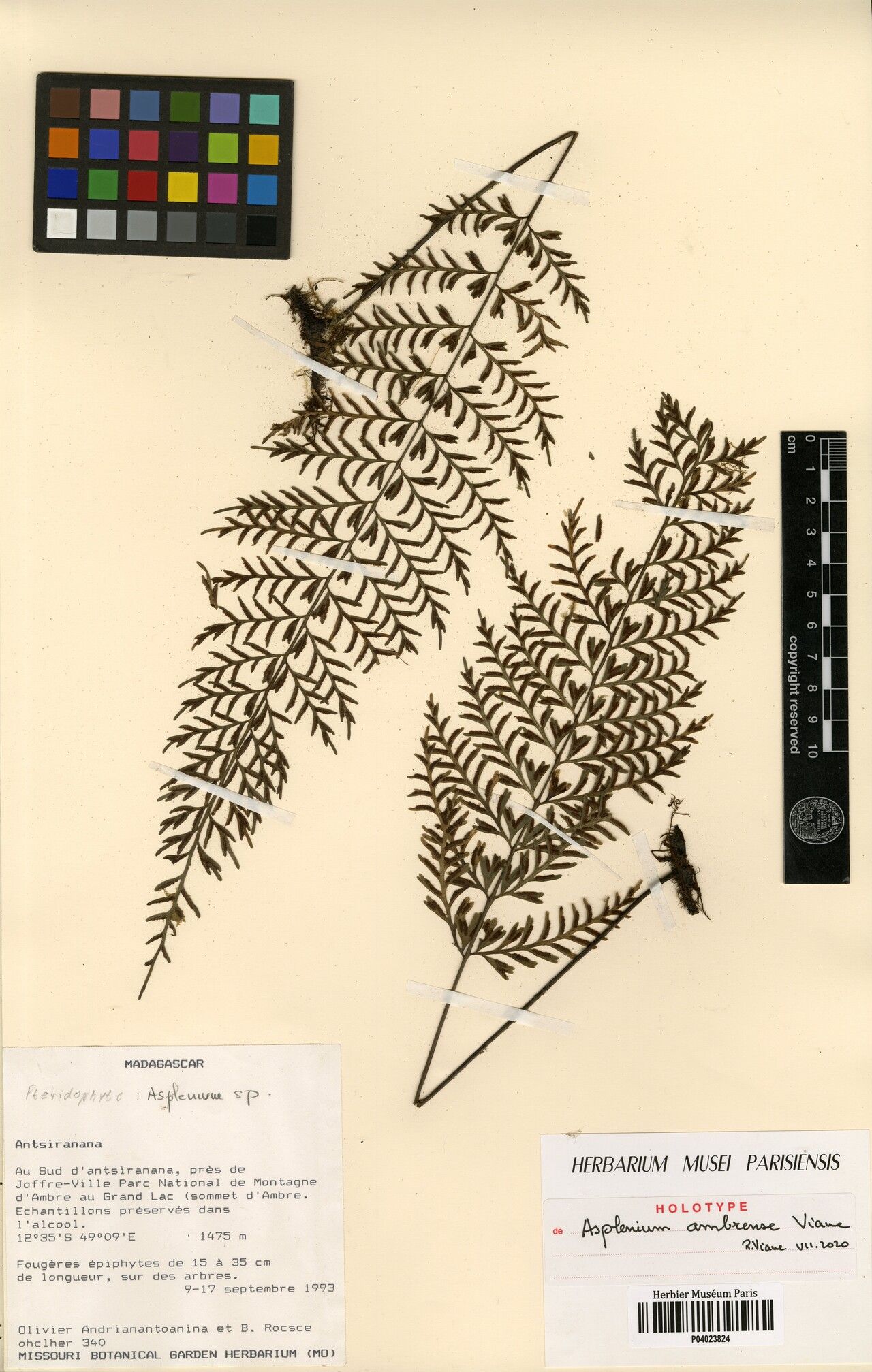 Asplenium ambrense — houseplant care guide