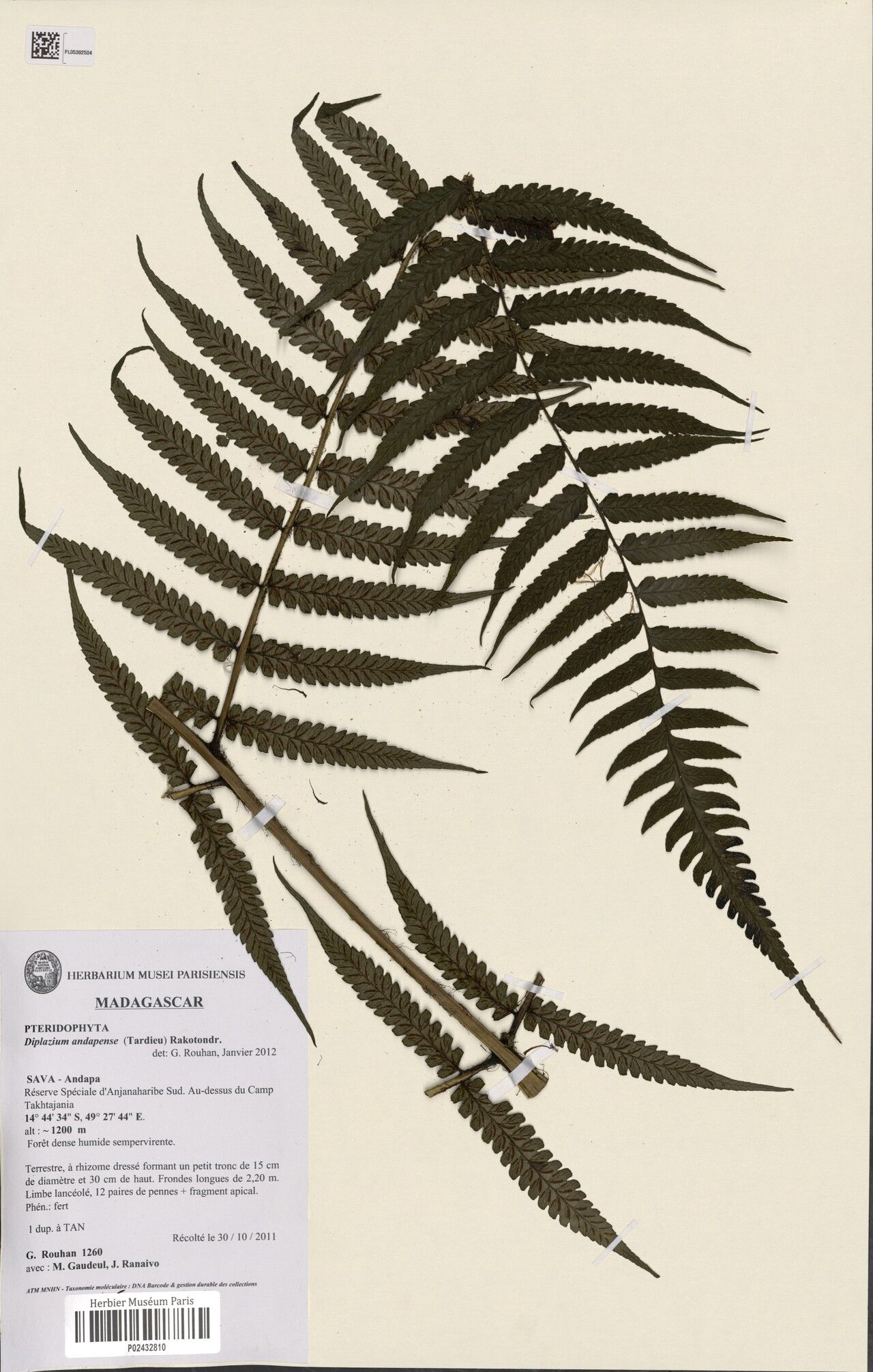 Diplazium andapense — related species from the same genus