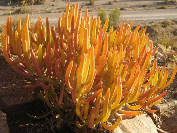 Crassothonna protecta — related species from the same genus