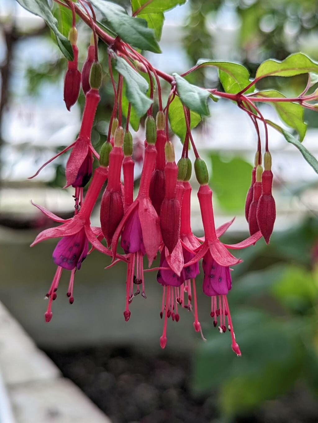 Fuchsia coccinea flower