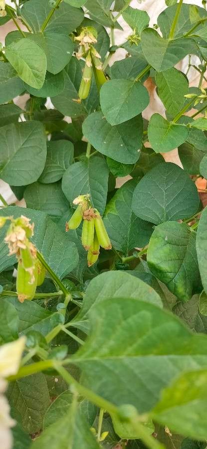 Crotalaria verrucosa fruit