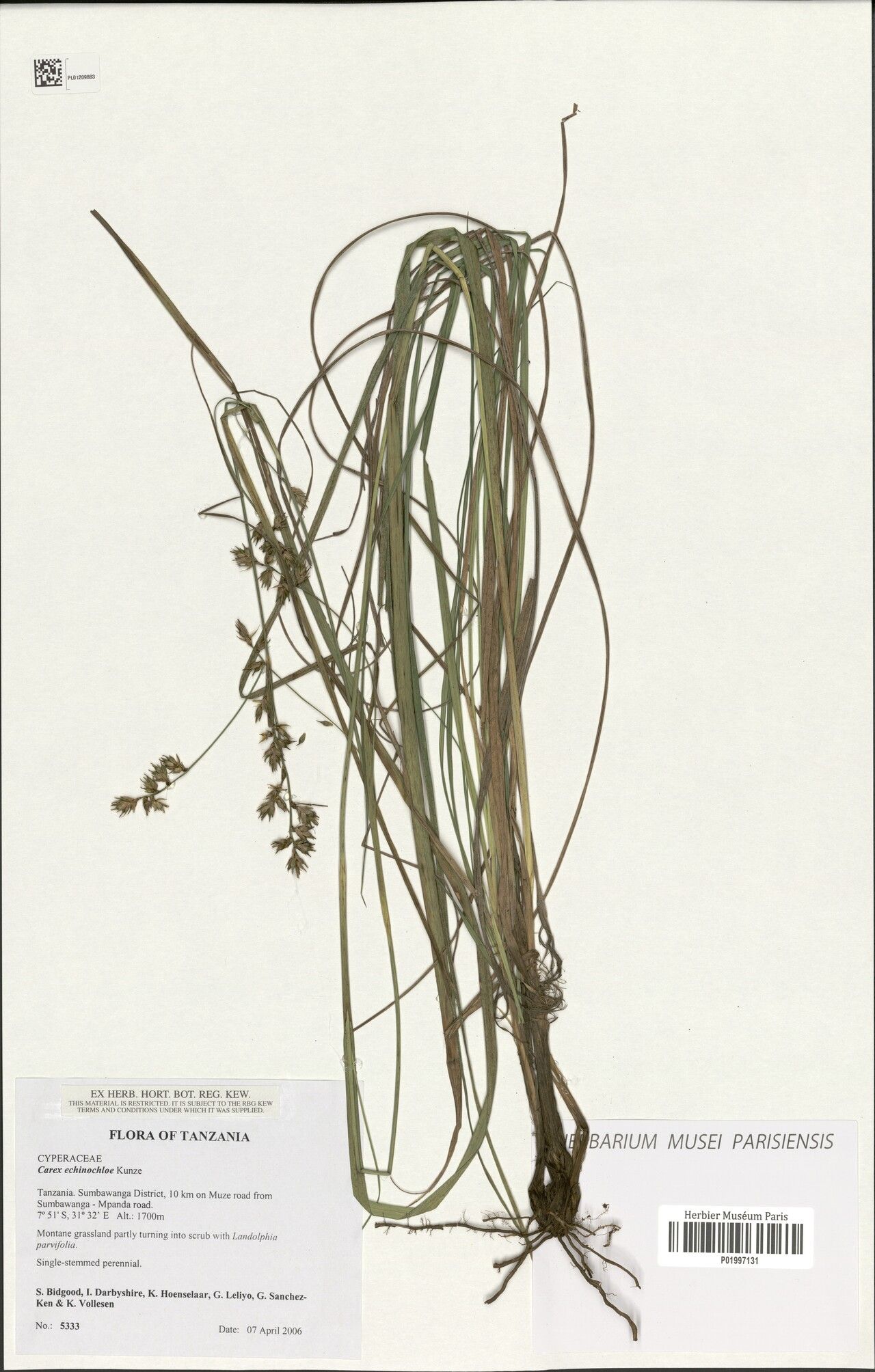 Carex macrophyllidion — houseplant care guide