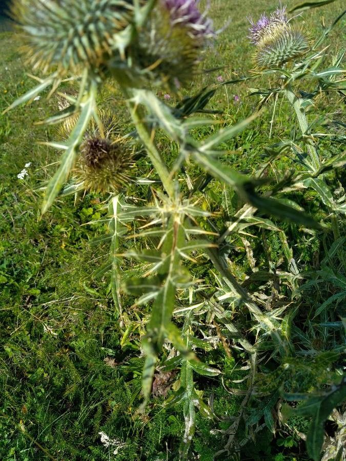 Cirsium morisianum — search result for 'Cirsium'