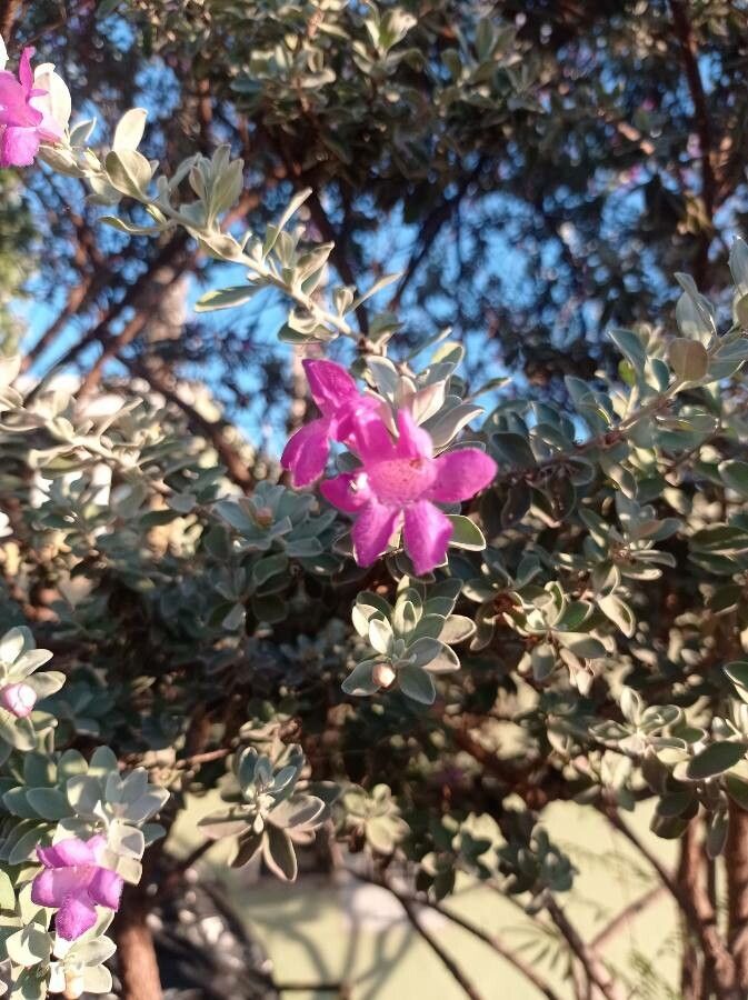 Leucophyllum candidum flower