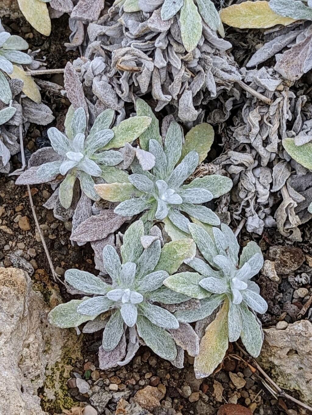 Salvia canescens — houseplant care guide