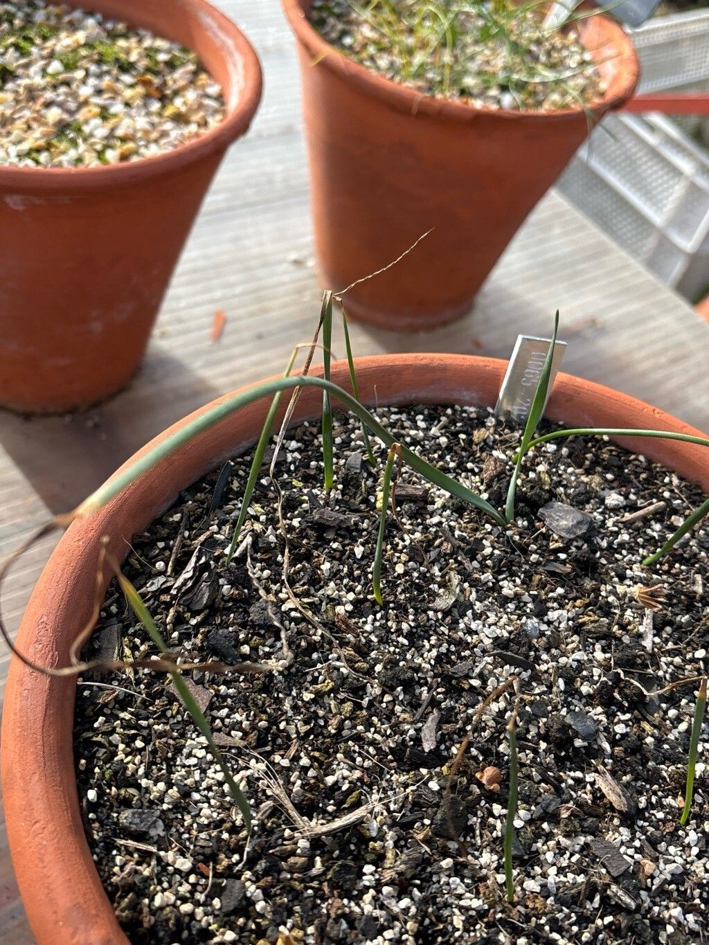 Narcissus pachybolbus — search result for 'Narcissus'