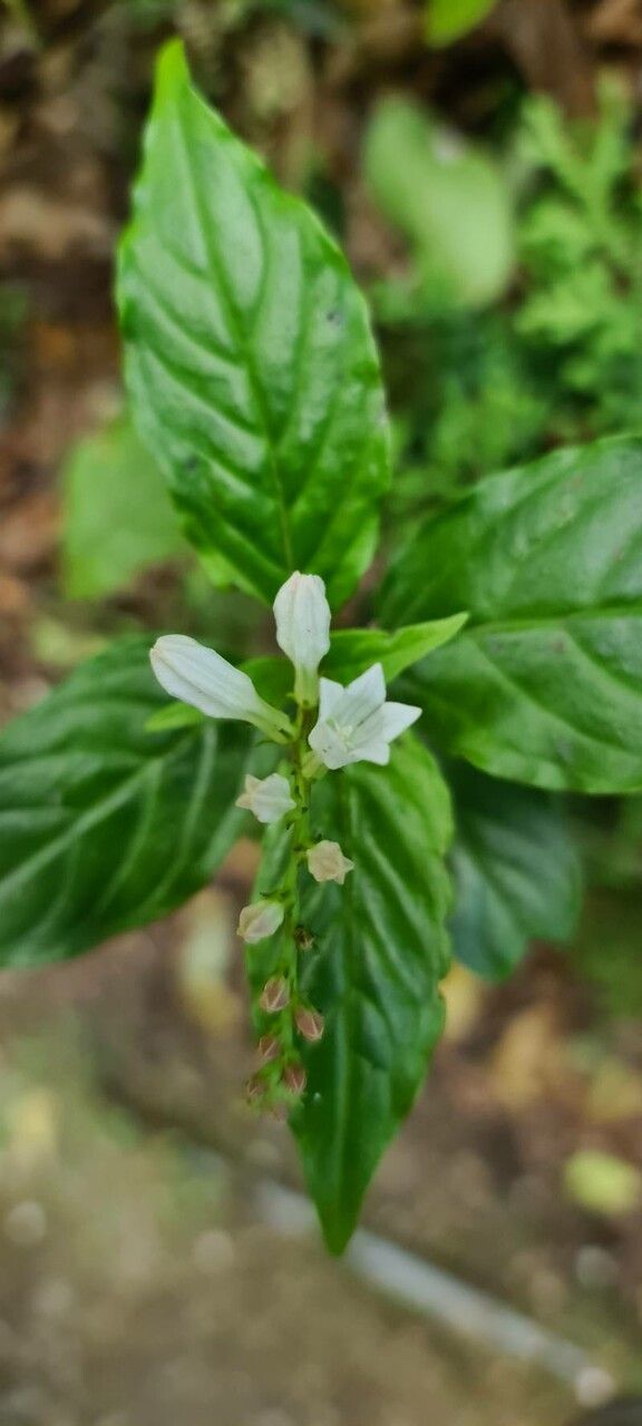 Spigelia humboldtiana — houseplant care guide