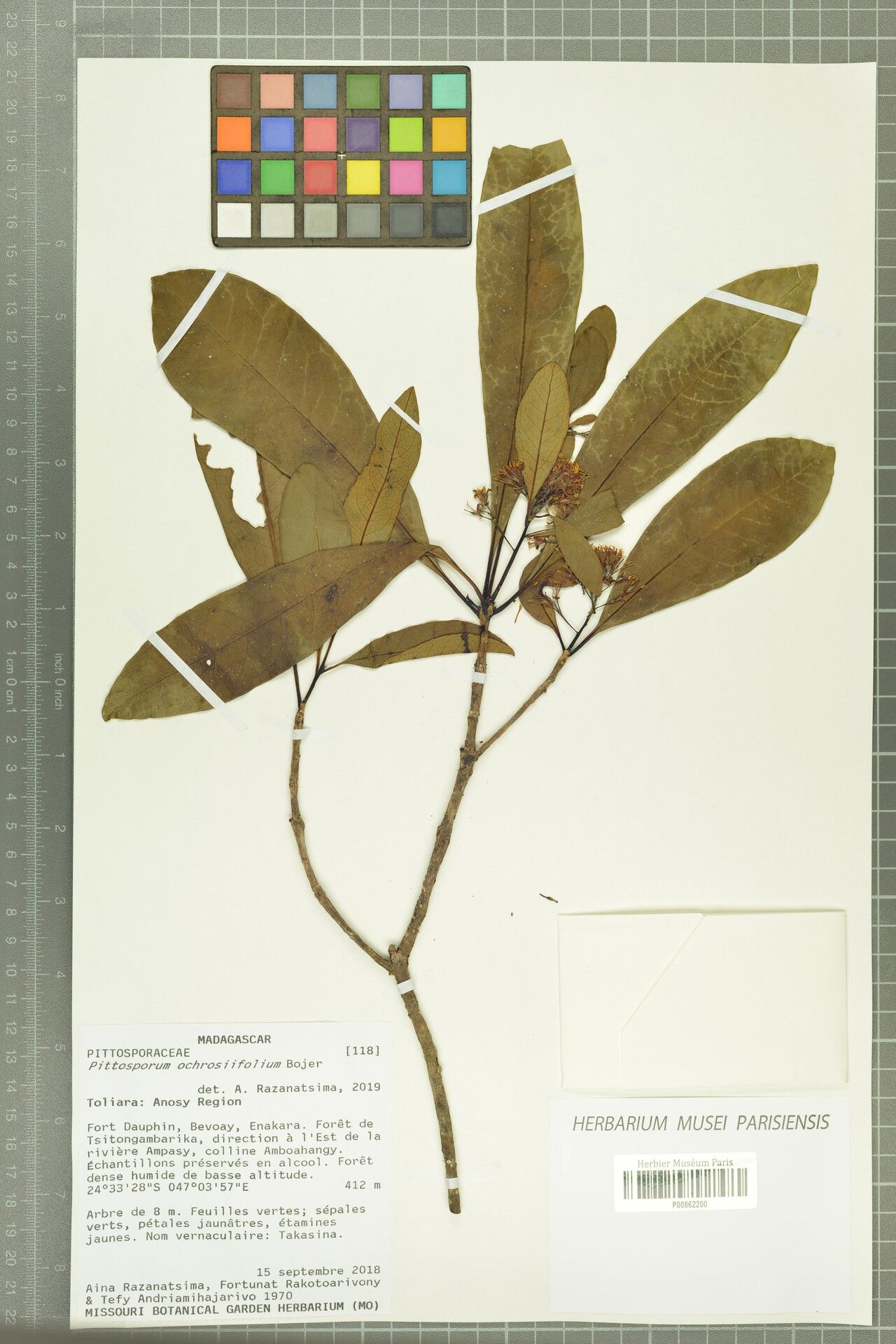 Pittosporum ochrosiifolium — search result for 'Pittosporum'