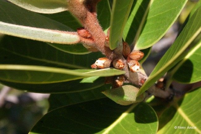 Planchonella skottsbergii fruit