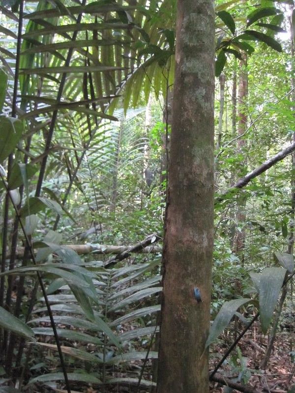 Miconia Tschudyoides habit