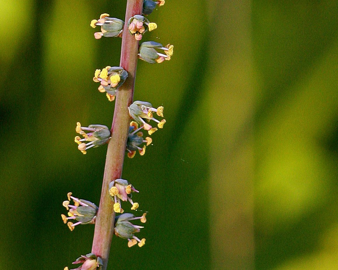 Schoenocaulon dubium flower