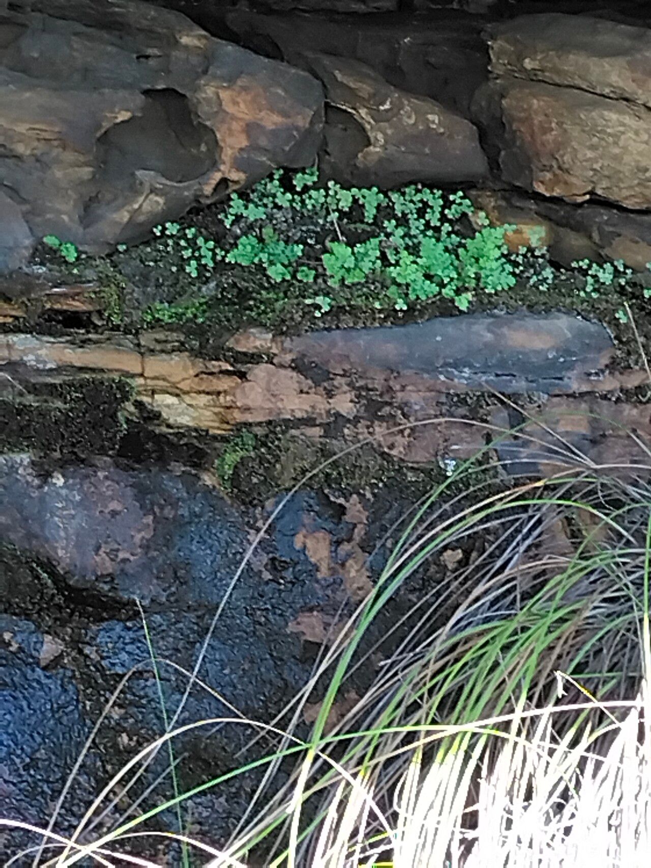Anemia caffrorum habit