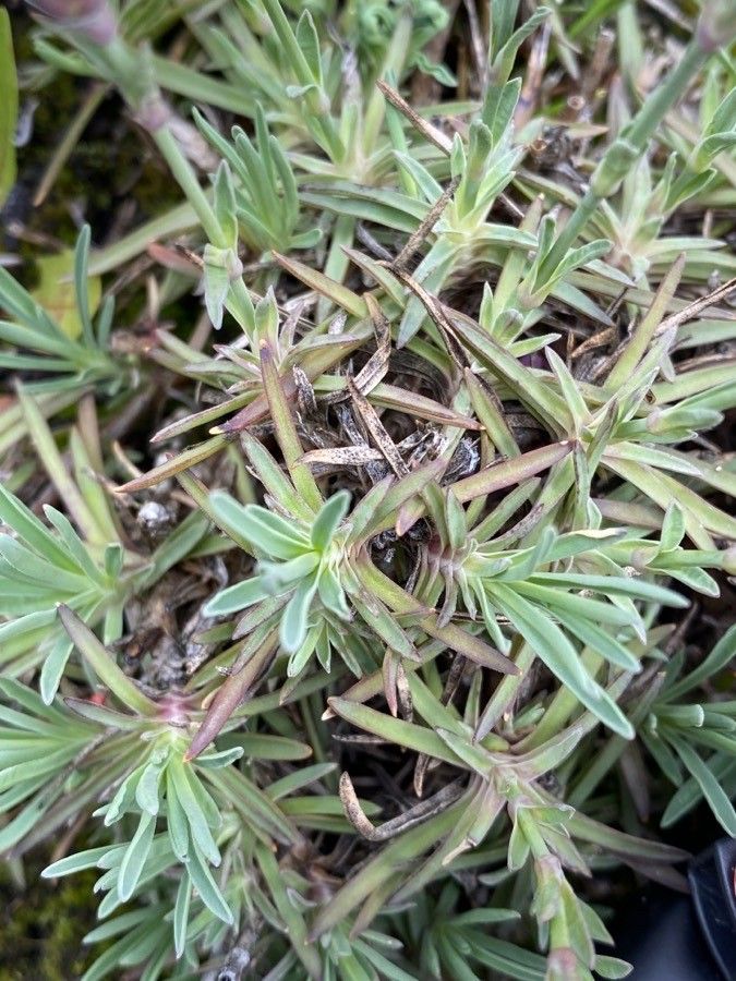 Dianthus gratianopolitanus — salt tolerant houseplant