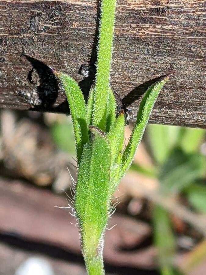 Silene gallica — search result for 'Silene'