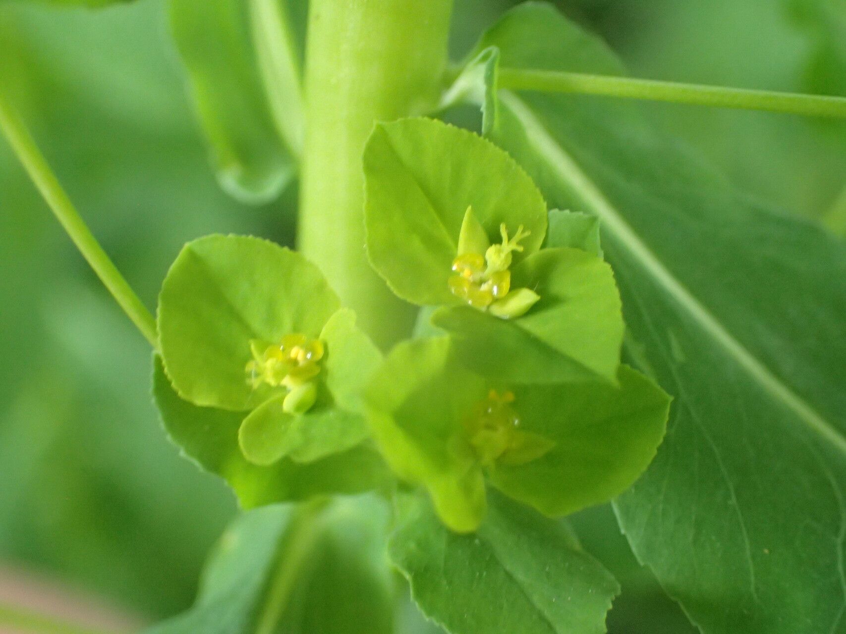 Euphorbia stricta flower