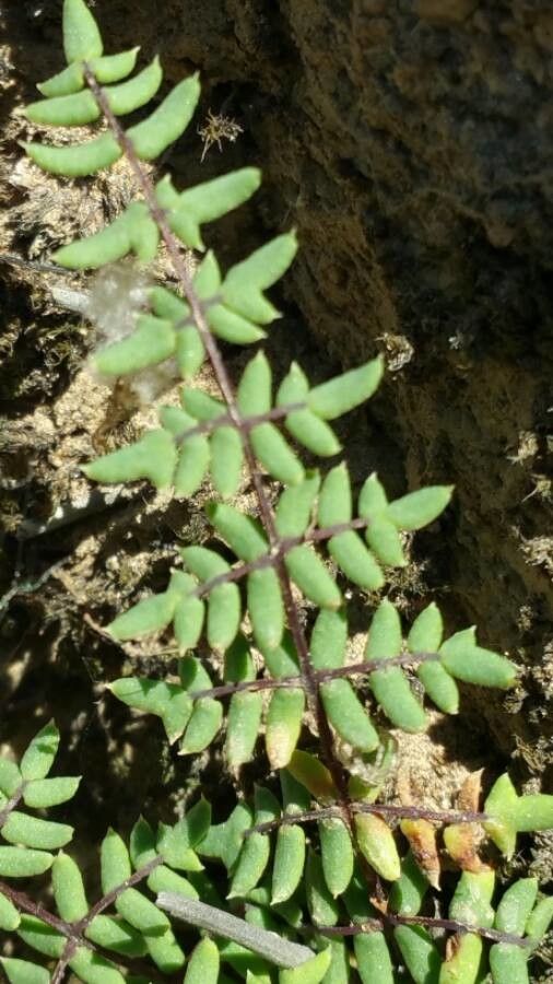 Pellaea glabella leaf