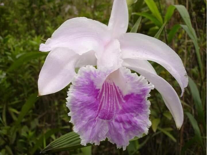 Sobralia rosea flower