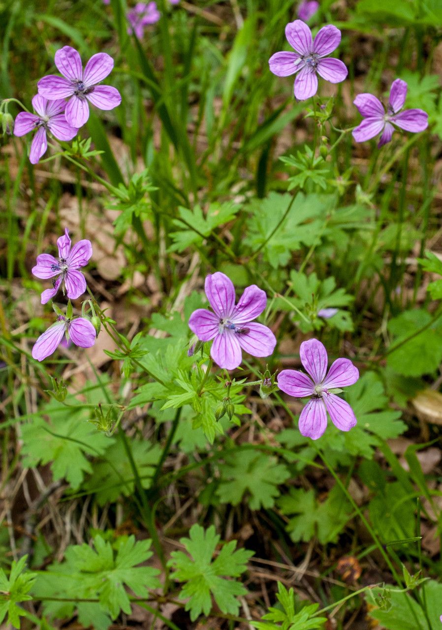 Geranium asphodeloides flower