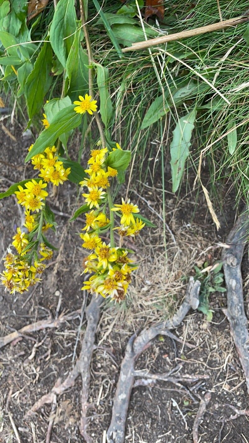 Solidago decurrens flower
