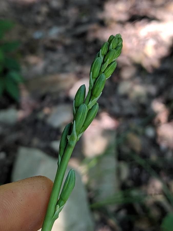 Manfreda virginica flower