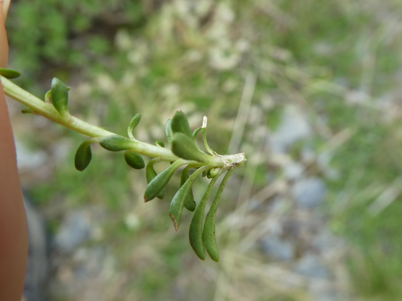 Sesamoides interrupta — related species from the same genus