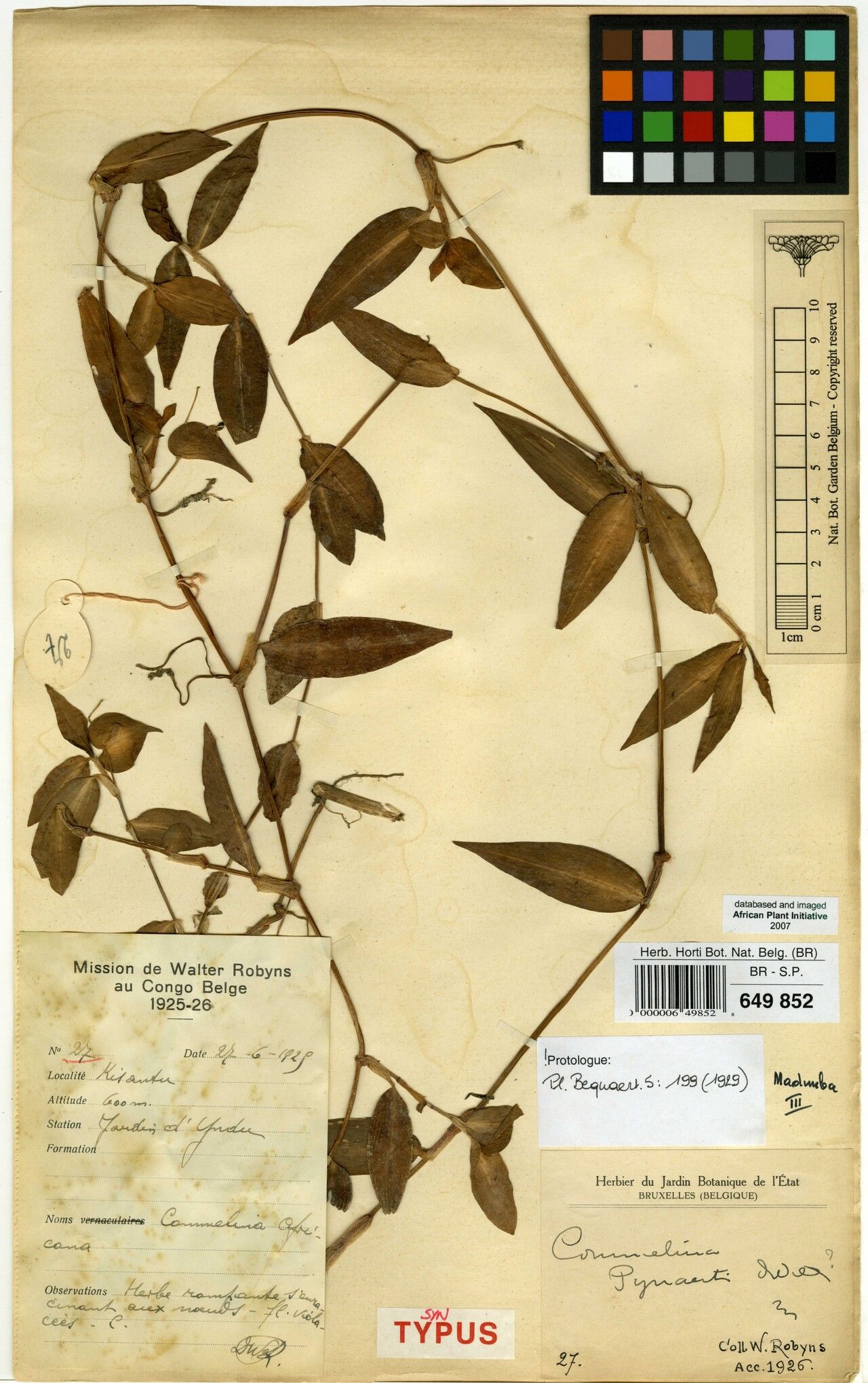 Commelina pynaertii — search result for 'Commelina'