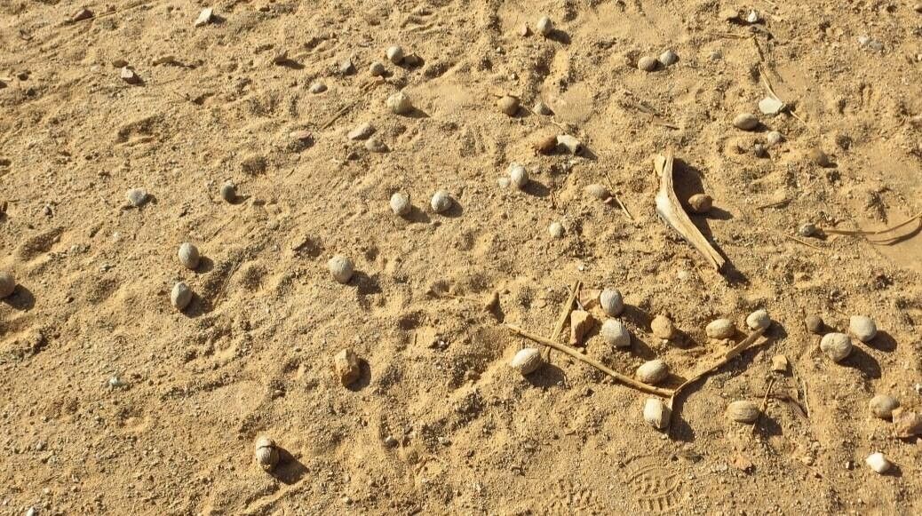 Hyphaene thebaica fruit