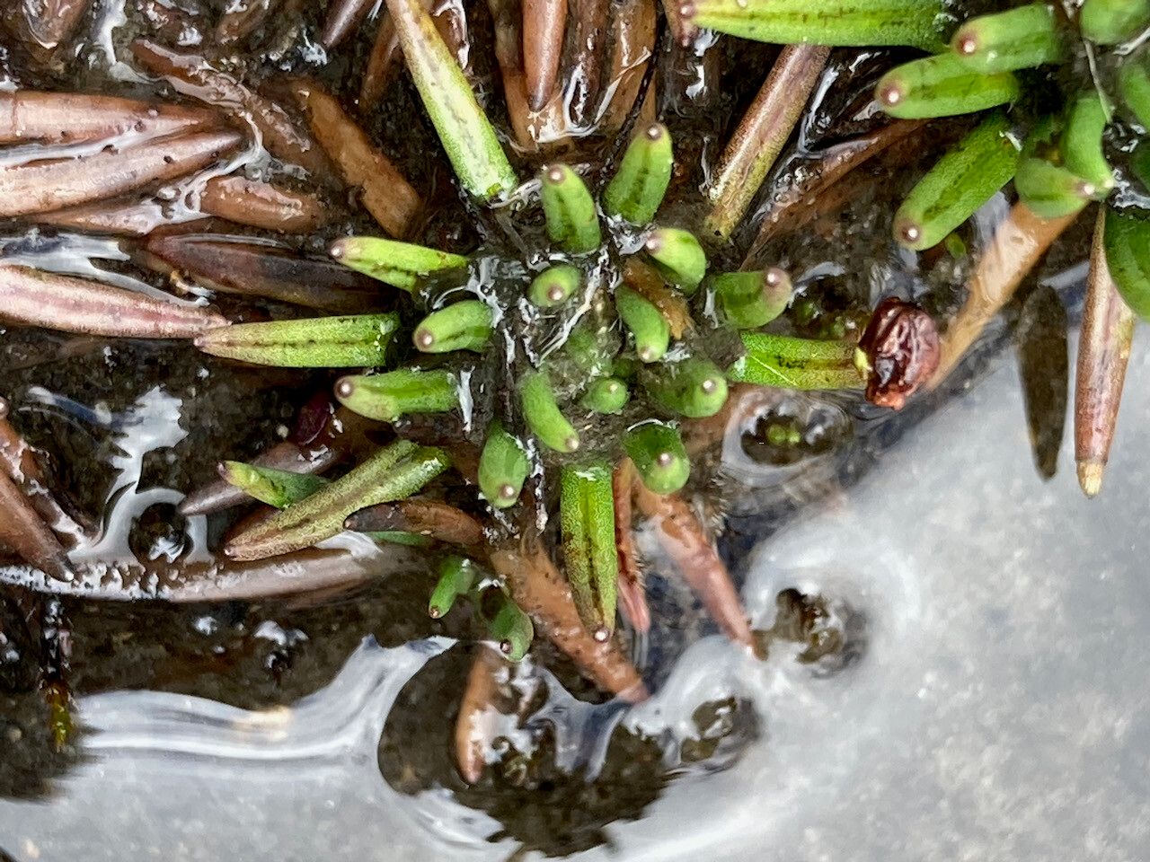 Werneria crassa leaf