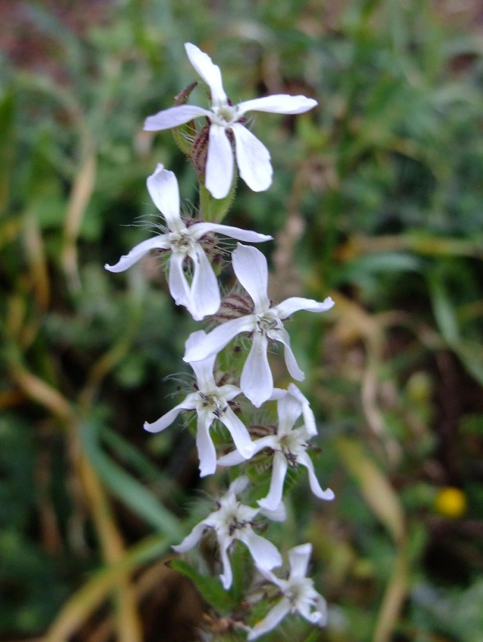 Silene lagunensis flower
