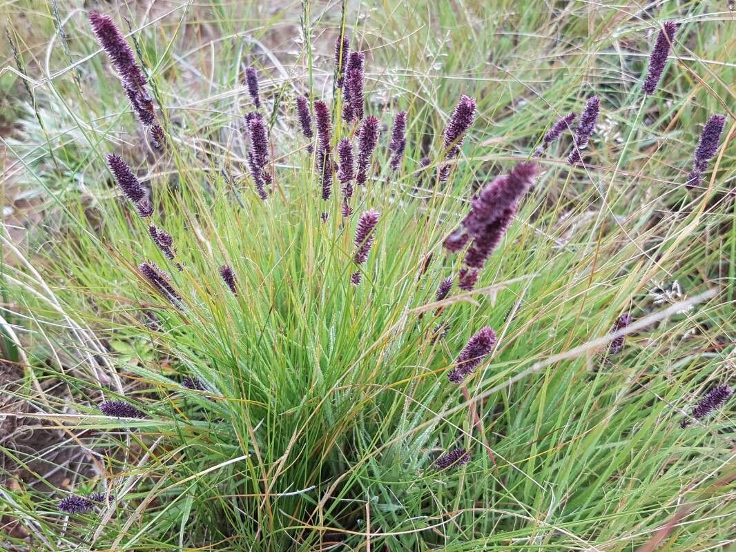 Stiburus alopecuroides habit